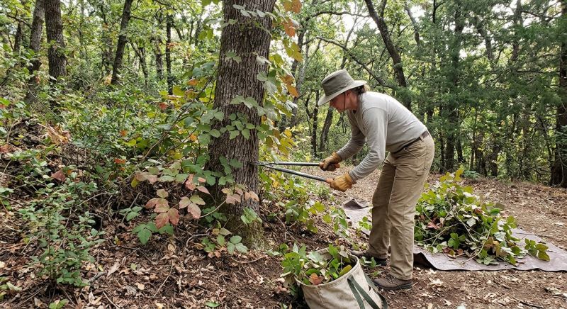Poison Oak Removal in Doylestown, PA